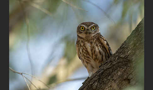 Steinkauz (Athene noctua)