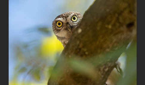 Steinkauz (Athene noctua)