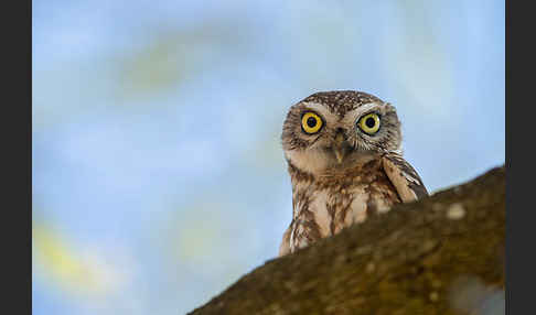 Steinkauz (Athene noctua)