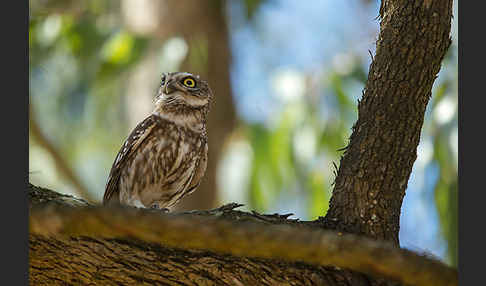 Steinkauz (Athene noctua)