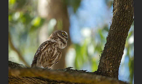 Steinkauz (Athene noctua)