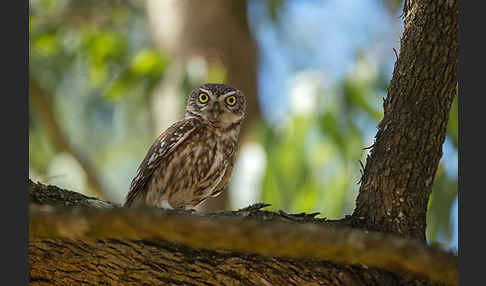 Steinkauz (Athene noctua)