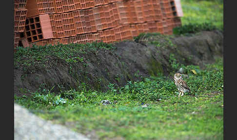 Steinkauz (Athene noctua)