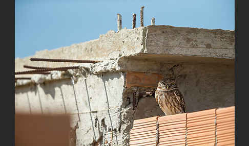 Steinkauz (Athene noctua)