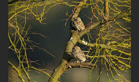 Steinkauz (Athene noctua)