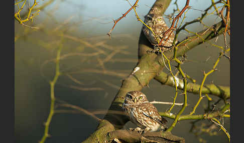 Steinkauz (Athene noctua)