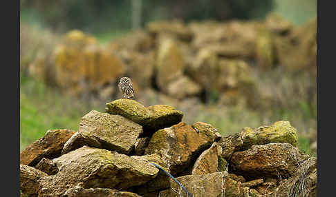 Steinkauz (Athene noctua)