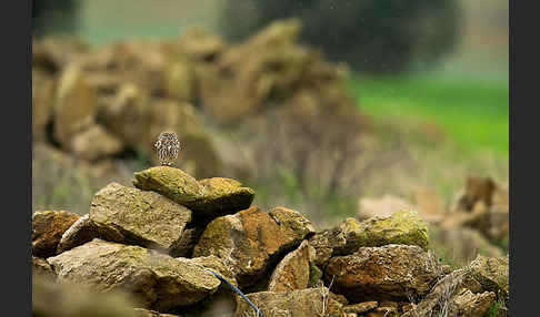 Steinkauz (Athene noctua)