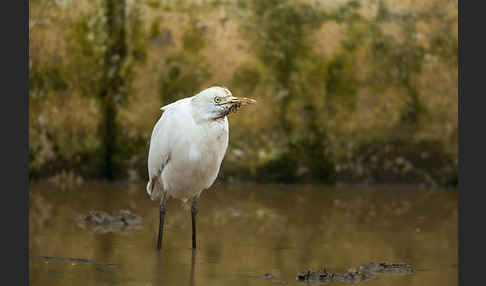 Kuhreiher (Bubulcus ibis)