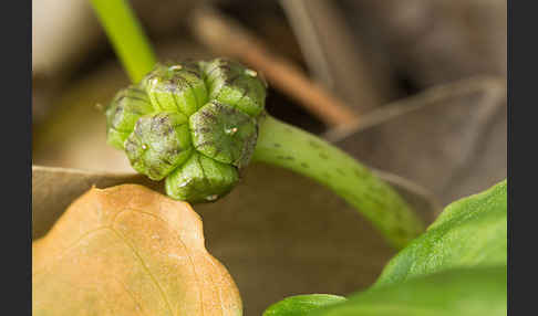 Krummstab (Arisarum vulgare)