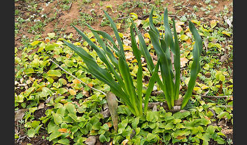 Meerzwiebel (Drimia maritima)