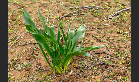 Meerzwiebel (Drimia maritima)