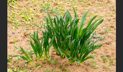 Meerzwiebel (Drimia maritima)