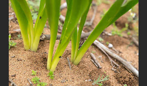 Meerzwiebel (Drimia maritima)