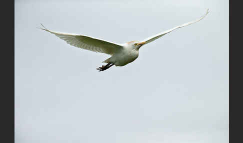 Kuhreiher (Bubulcus ibis)