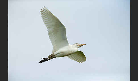 Kuhreiher (Bubulcus ibis)