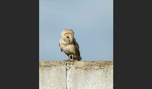 Schleiereule (Tyto alba)