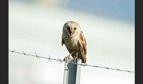 Schleiereule (Tyto alba)