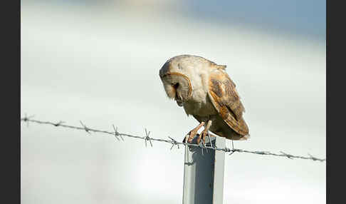 Schleiereule (Tyto alba)