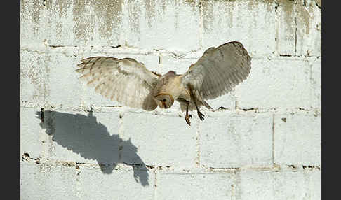 Schleiereule (Tyto alba)