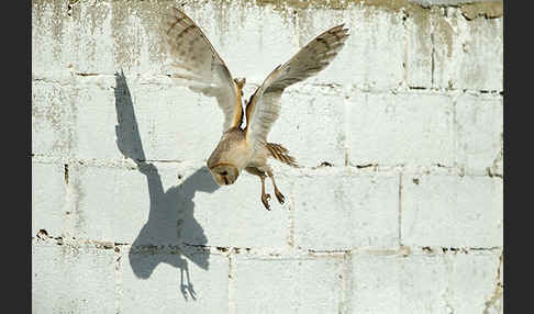 Schleiereule (Tyto alba)