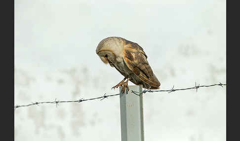 Schleiereule (Tyto alba)