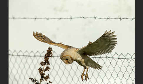 Schleiereule (Tyto alba)