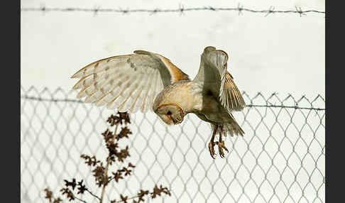 Schleiereule (Tyto alba)