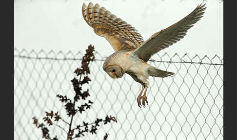 Schleiereule (Tyto alba)