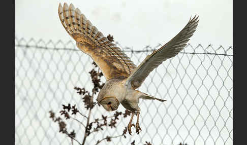 Schleiereule (Tyto alba)