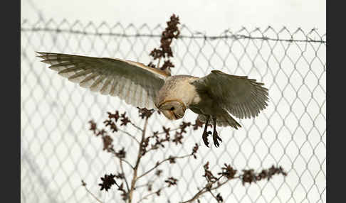 Schleiereule (Tyto alba)