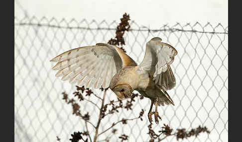 Schleiereule (Tyto alba)