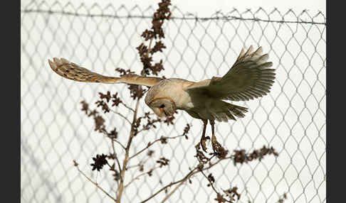 Schleiereule (Tyto alba)