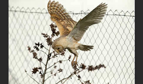 Schleiereule (Tyto alba)