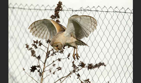 Schleiereule (Tyto alba)