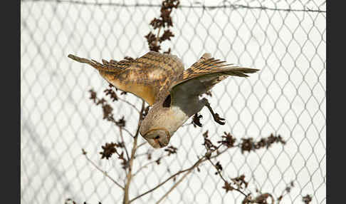 Schleiereule (Tyto alba)