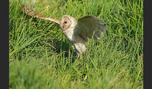 Schleiereule (Tyto alba)