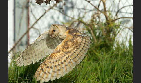 Schleiereule (Tyto alba)