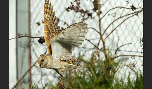 Schleiereule (Tyto alba)