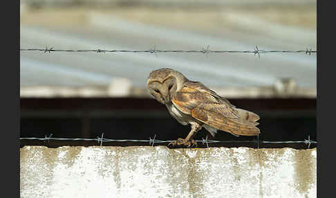 Schleiereule (Tyto alba)