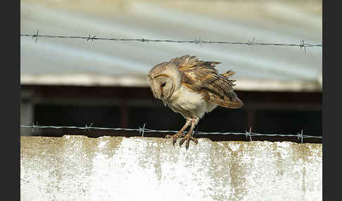 Schleiereule (Tyto alba)