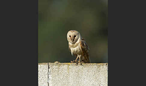 Schleiereule (Tyto alba)