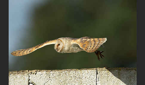 Schleiereule (Tyto alba)