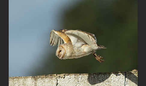 Schleiereule (Tyto alba)