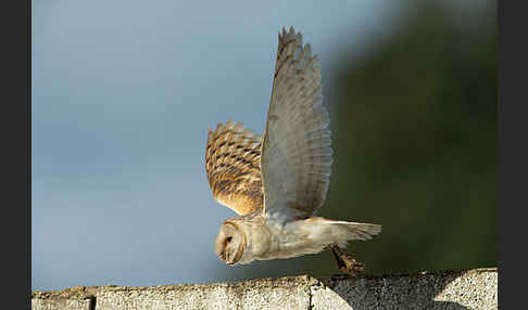 Schleiereule (Tyto alba)