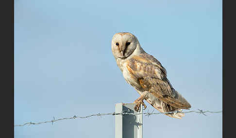 Schleiereule (Tyto alba)