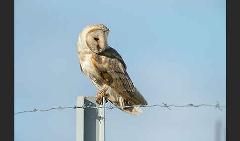 Schleiereule (Tyto alba)