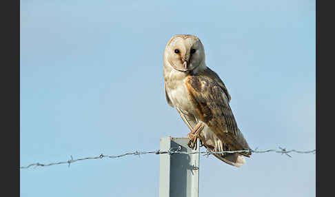 Schleiereule (Tyto alba)