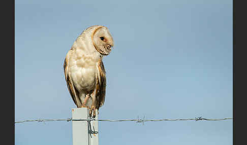 Schleiereule (Tyto alba)