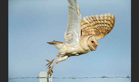 Schleiereule (Tyto alba)